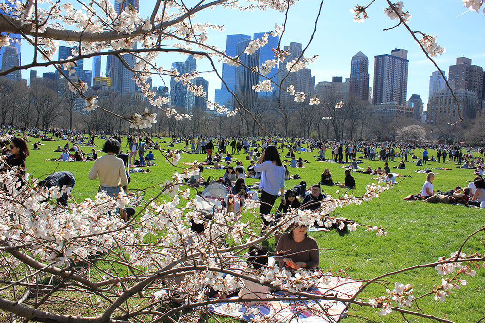 Central Park Sundays - For Raha and Lemons